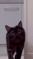 460x816