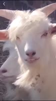 406x720