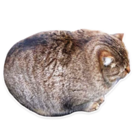 ad1sMeew.жипег