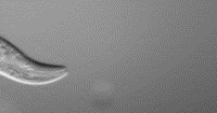 219x115