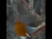 480x360