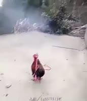 310x360