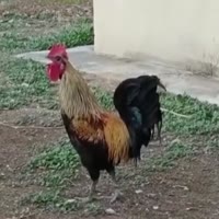 720x720