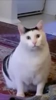 480x854