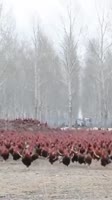 480x856