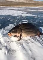 540x750