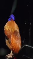540x960